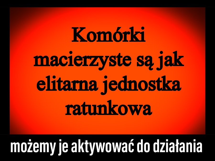 Komórki macierzyste są jak elitarna jednostka ratunkowa. Możemy je aktywować do działania.